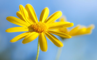 Yellow flower blue sky macro 2 - a blue sky background behind free wallpaper