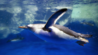 Penguin flying over water bubbles - other bird free wallpaper