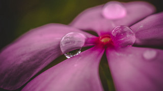 Flower water droplets macro blurry 3 - a red center free wallpaper