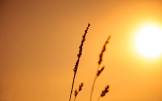 Plant sun clouds dusk mountains - a close up of a plant free wallpaper
