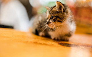 Kitten wooden table soda shallow - a wooden table next free wallpaper