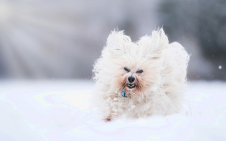 Small white dog snow frisbee - in the snow free wallpaper