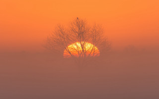Foggy sunrise tree bird orange - german romanticism free wallpaper for desktop
