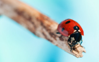 Ladybug branch blurry macro ecological - a ladybug free wallpaper
