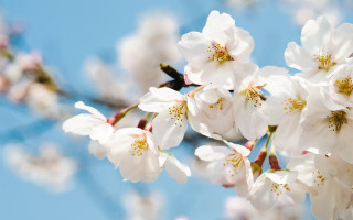 White flowers branch blue sky 3 - asai chū free wallpaper for desktop