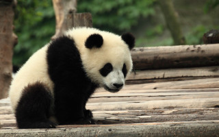Panda sitting wooden platform trees - a panda bear free wallpaper