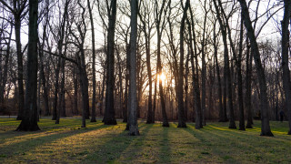 Sunshine park trees branch cherry - a park area free wallpaper for desktop