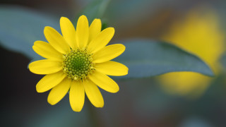 Yellow flower green leaves macro 10 - the background and a blurry background behind free wallpaper