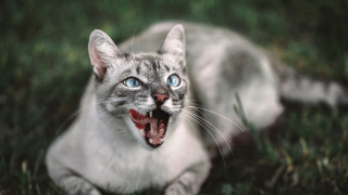 Wide mouthed cat blurry background - mouth wide open free wallpaper