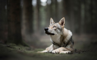 Wolf forest light focus shiba - the face free wallpaper