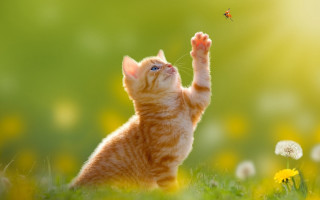 Cat fly flower green background - yellow flower free wallpaper for desktop