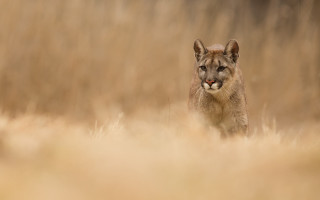 Mountain lion dry grass tilt - a mountain lion free wallpaper