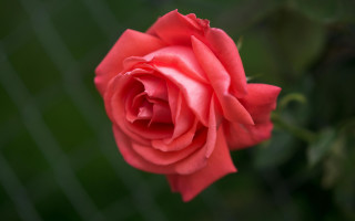 Red rose blooming garden macro - a green background and a blurry background free wallpaper