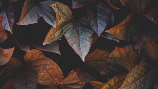 Leaves vines dark background macro - the ground together free wallpaper
