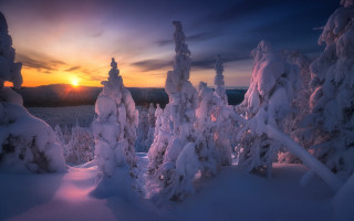 Sunset snowy forest ice trees - snow and ice free wallpaper