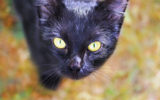 Black cat yellow eyes gothic 19 - grass free wallpaper