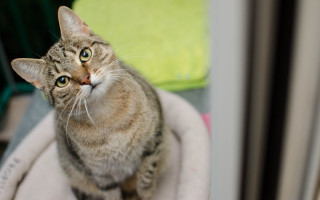 Curious white cat bokeh depth - curious free wallpaper