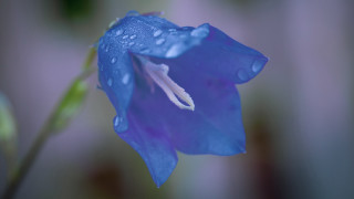 Blue flower water droplets macro 3 - a green stem free wallpaper