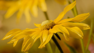Yellow flower macro bokeh sunflower - a blurry background of flowers free wallpaper