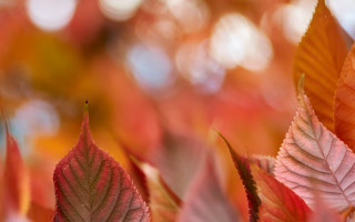 Leaf blurry background macro deep - deep free wallpaper