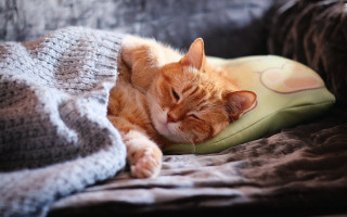 Cozy cat sleeping pillow couch - a pillow free wallpaper