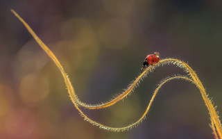 Ladybug yellow stem macro arabesque - the foreground and a blurry background free wallpaper