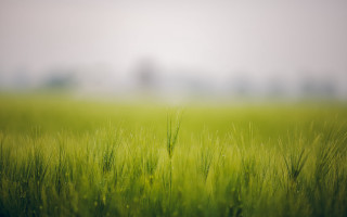 Green field bush forest nature - green grass free wallpaper for desktop