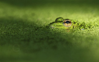 Frog large eye green surface - a green surface free wallpaper