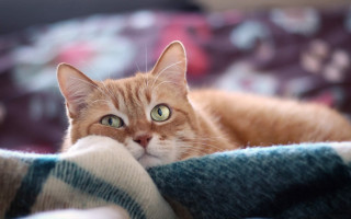 Concerned cat blurry background shiba - its eye wide open free wallpaper
