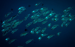 Large fish group underwater blue - a large group of fish swimming in the ocean together free wallpaper