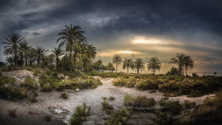 Dirt path palm trees sunset - a dirt path free wallpaper for desktop