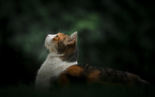 Cat portrait elk vogelsang animal - aestheticism free wallpaper for desktop