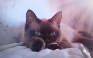 Blue eyed cat laying bed - art nouveau free wallpaper
