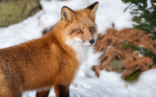 Red fox snow curious head - the snow free wallpaper