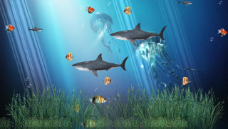 Sharks swimming blue ocean fish - a blue ocean free wallpaper