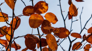 Fall leaves blurry branch tree - generative art free wallpaper