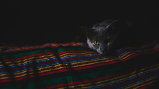 Black cat portrait library scene - f1.4 free wallpaper for desktop