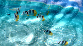 Fish group swimming pool water - underwater free wallpaper for desktop