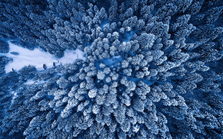 Snow covered forest microscopic view - looking free wallpaper