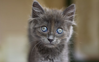 Small gray kitten blue eyes 5 - its face and chest free wallpaper