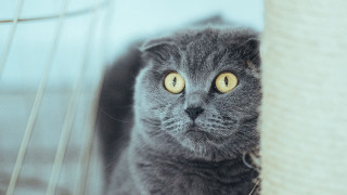 Gray cat yellow eyes scratching - a gray cat free wallpaper for desktop