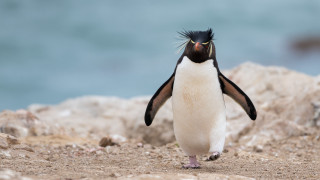 Penguin rocky beach blue sky - a black head free wallpaper