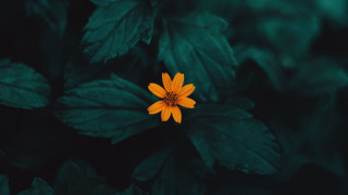 Yellow flower green leaves dark - a yellow center free wallpaper