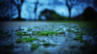 Field trees water grass bokeh - grass and trees free wallpaper