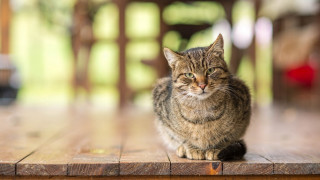 Cat table blurry background photorealistic - a wooden table free wallpaper