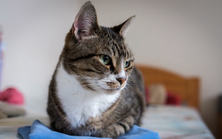 Cat bed blue blanket stuffed - a blue blanket free wallpaper