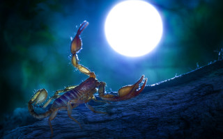 Scorpion fullmoon night fantasy digital - a full moon free wallpaper
