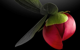 Red flower green leaf magic - anne geddes free wallpaper