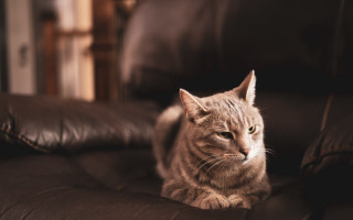 Cat serious look brown leather - the camera free wallpaper for desktop