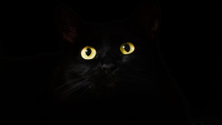 Black cat yellow eyes gothic 16 - yellow eye free wallpaper